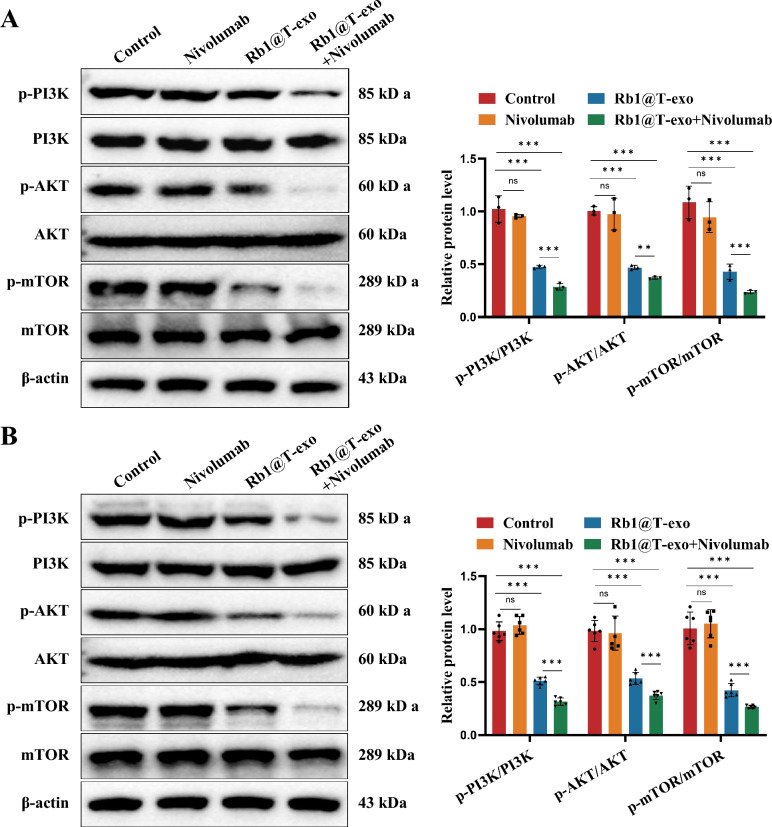 western blot检测 western blot检测