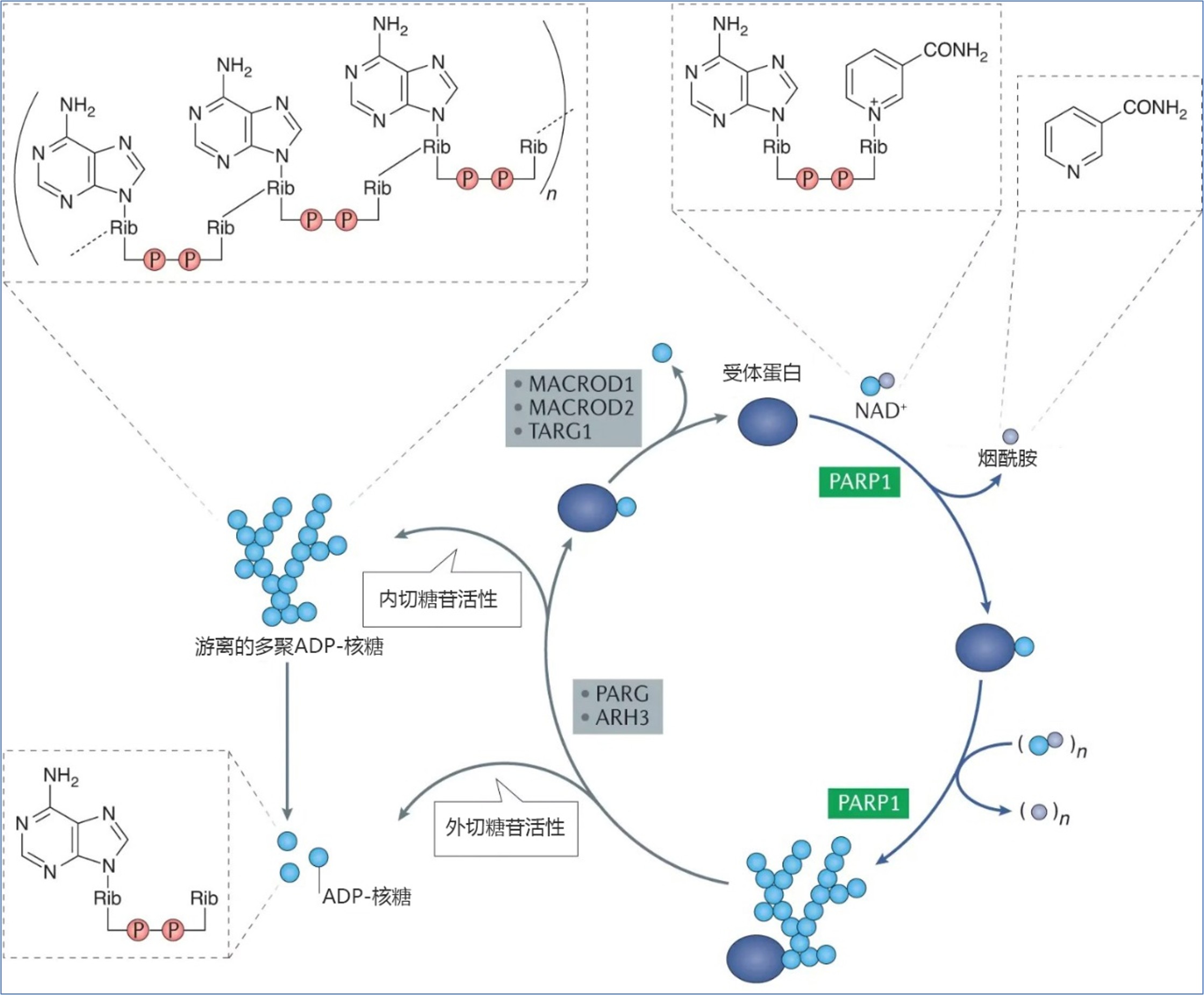 多聚ADP-核糖基化修饰和PAR去除的原理示意图。
