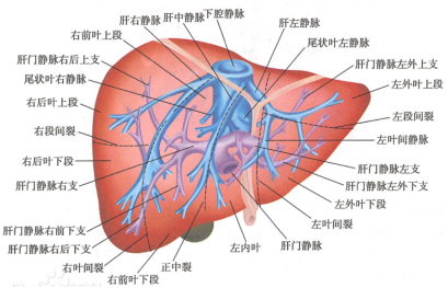 AAV 研究指南-肝脏篇