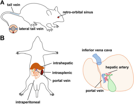 AAV 研究指南-肝脏篇