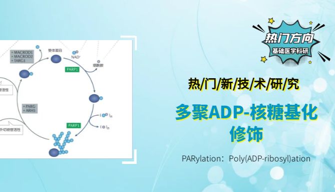 看过不后悔的科研新方向，一种重要的翻译后新修饰—PARylation，或将延续“乳酸化”的研究传奇~
