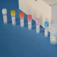 猪瘟病毒抗体（CSFV-Ab）ELISA试剂盒