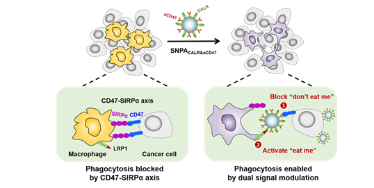 同时携载aCD47和重组CALR的促吞噬双功能纳米颗粒 CA