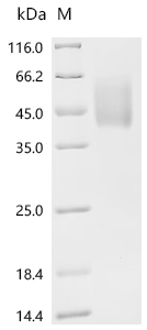 CSB-MP737873HU-B SDS