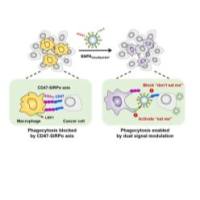 同时携载aCD47和重组CALR的促吞噬双功能纳米颗粒 CALR&aCD47@SNPA