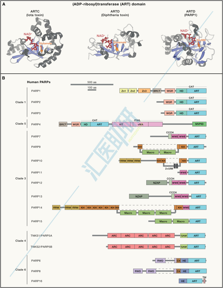 （ADP-核糖基）转移酶（ARTs）和PARPs的结构域组织。