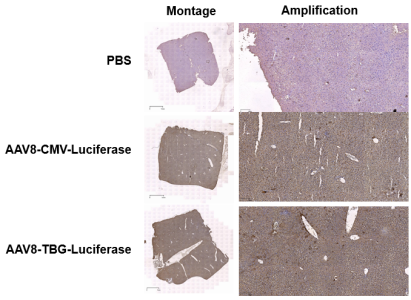 AAV 研究指南-肝脏篇