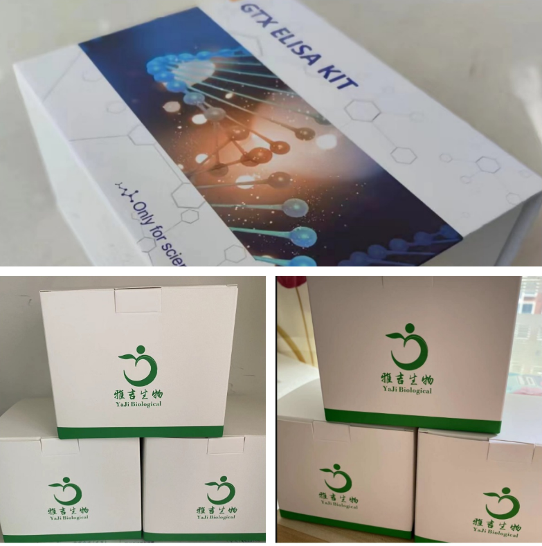 小鼠粘蛋白粘液素5AC(MUC5AC)Elisa试剂盒説明