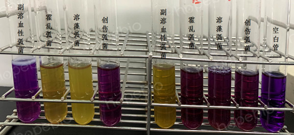 糖类分解试验用培养基原理及现象