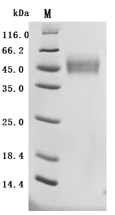 CSB-MP013813HUd7 SDS