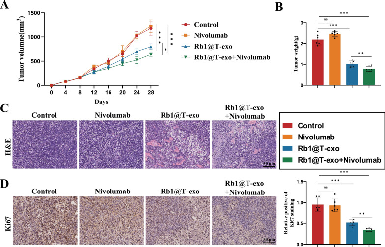 免疫组化分析 免疫组化分析