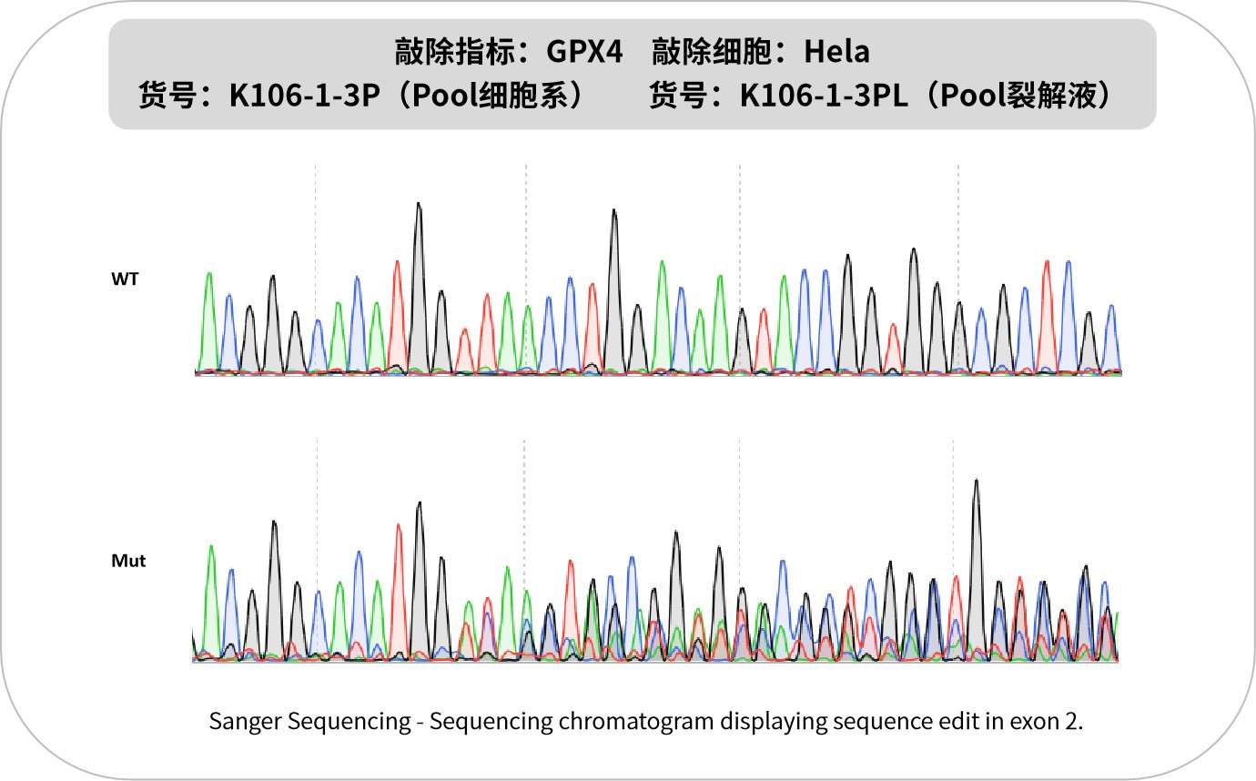 新品速递 | 优质KO细胞系及裂解液,为您的基因功能研究保驾护航