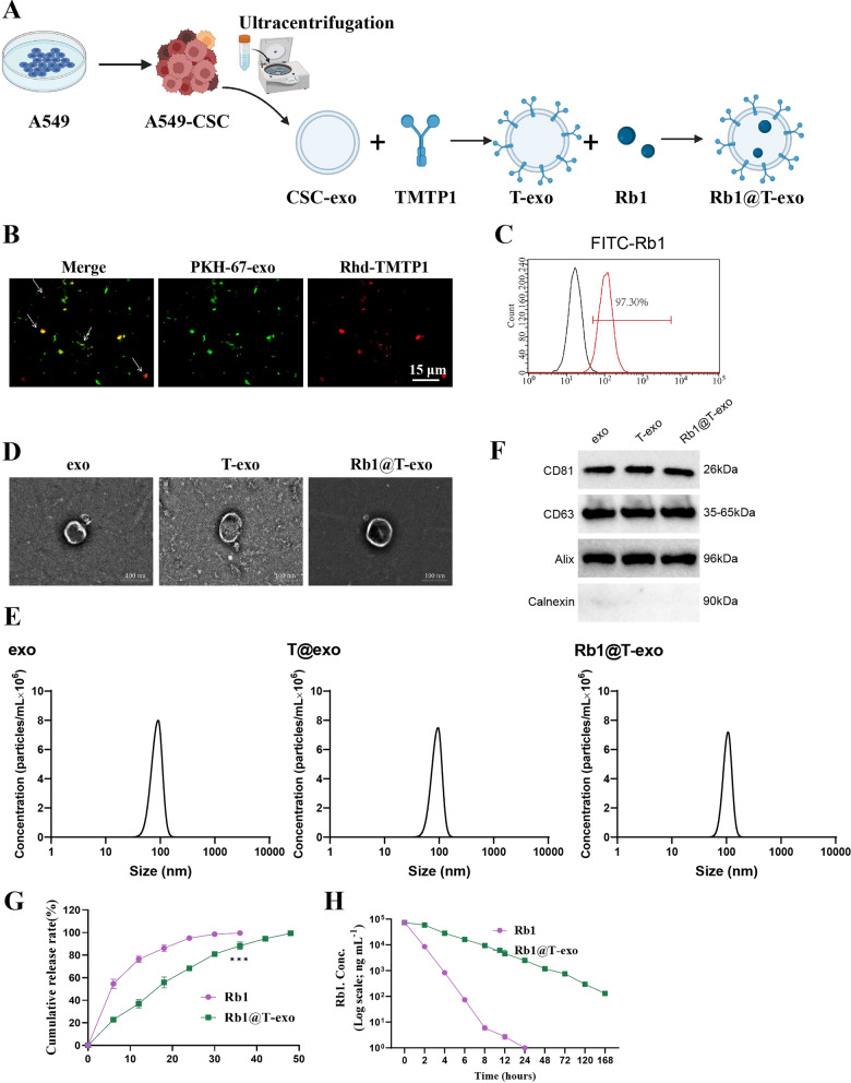 外泌体表征 外泌体表征
