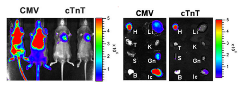 AAV研究指南-心脏和血管篇