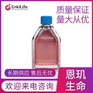 人子宫颈表皮癌细胞ME-180(STR鉴定)