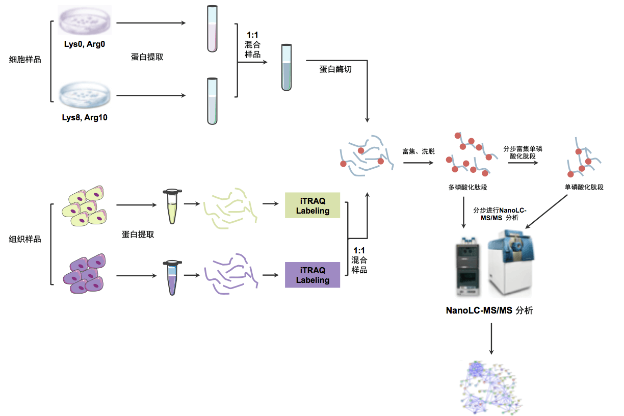 多通路磷酸化蛋白质组学