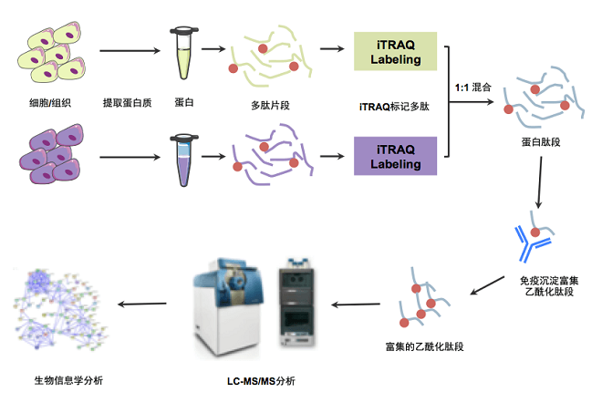 糖基化修饰研究路线