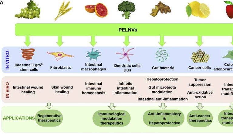 外泌体研究再布新局—植物来源外泌体，融合药理活性与纳米载药等生物功能，离爆火还远吗？