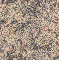 小鼠成纤维细胞;L-929(种属鉴定)