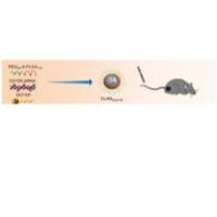 负载靶向CD155分子的小干扰RNA的阳离子脂质辅助PEG-PLGA纳米颗粒 siCD155@PEG-PLGA-DOTAP