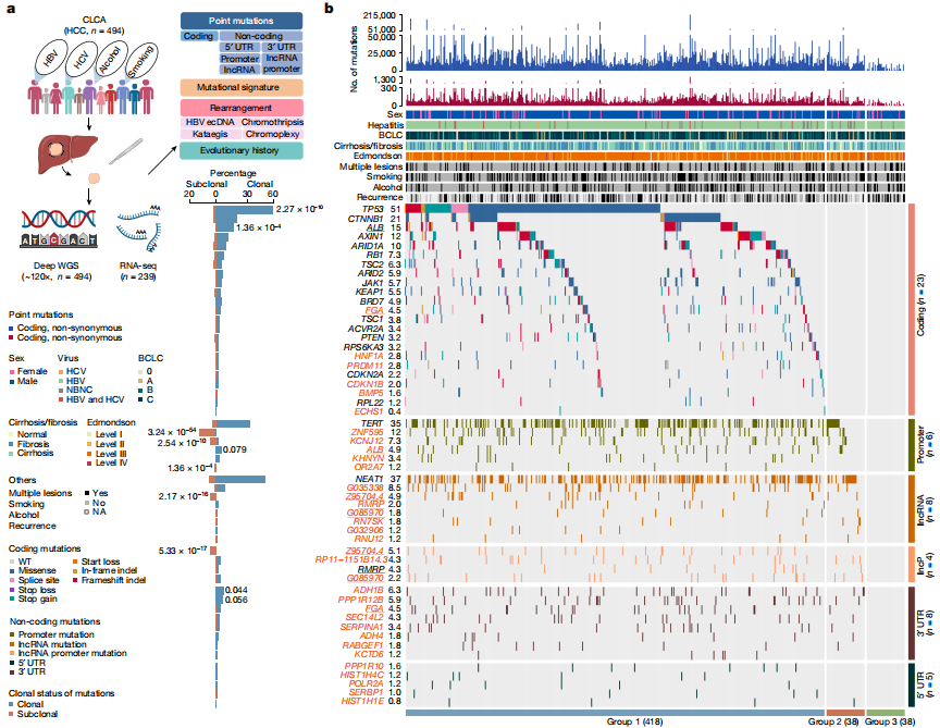 腺相关病毒包装(AAV)/重组腺相关病毒包装 (rAAV)
