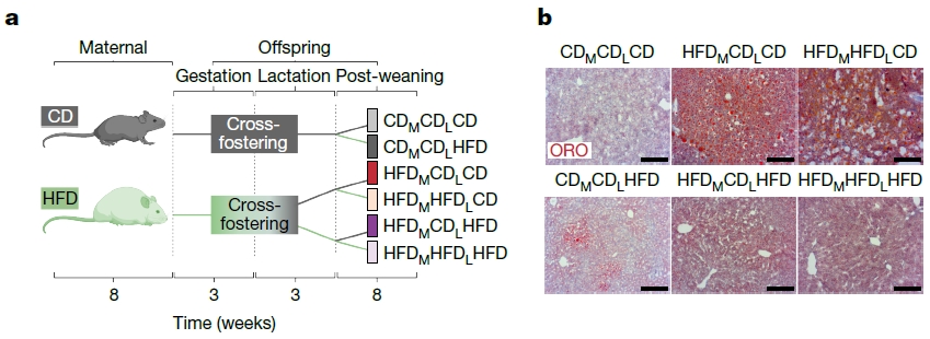Nature：肝脏巨噬细胞被母体肥胖编程诱发子代脂肪肝