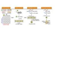 负载CRISPR/Cas9的阳离子脂质辅助的聚合物纳米颗粒(PEG-PLGA+DOTAP)