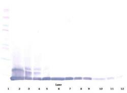 Biotinylated Rabbit Anti-Murin