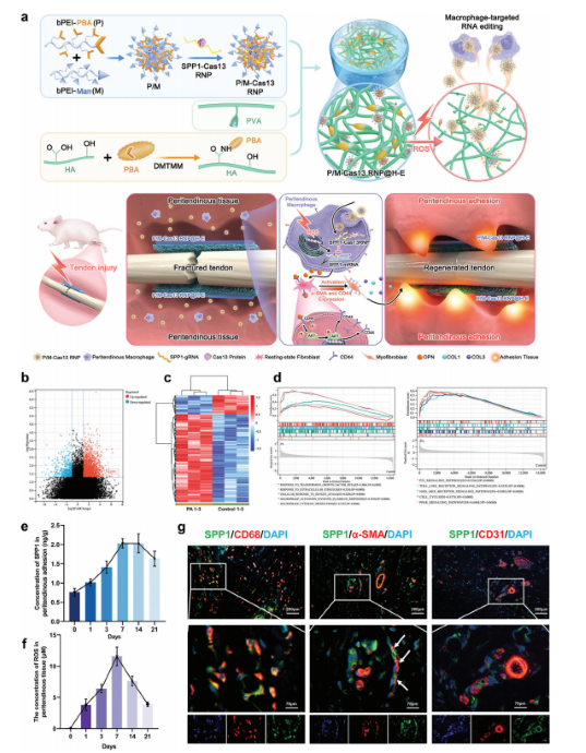 腺相关病毒包装（AAV）/重组腺相关病毒包装  （rAAV）
