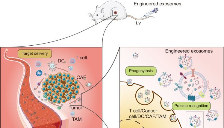 工程化外泌体，给外泌体负载装备，在研究基础上“+”亿点创新！