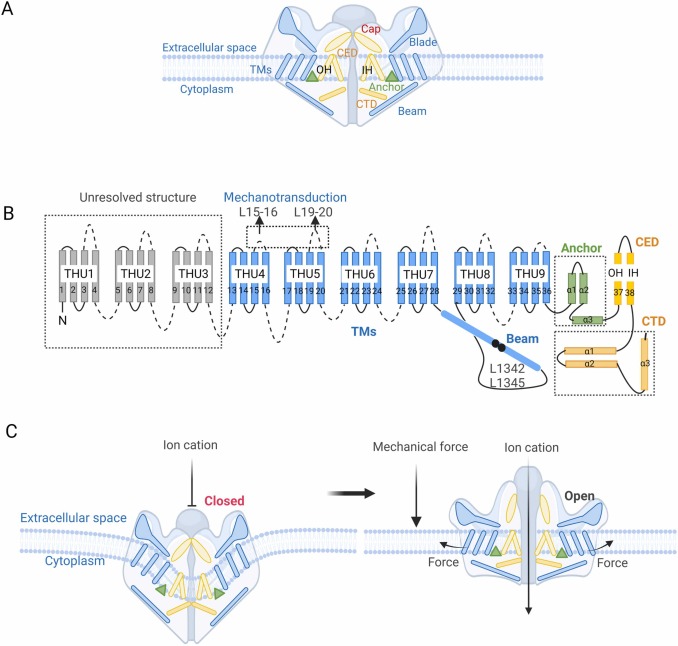 Piezo1结构示意图