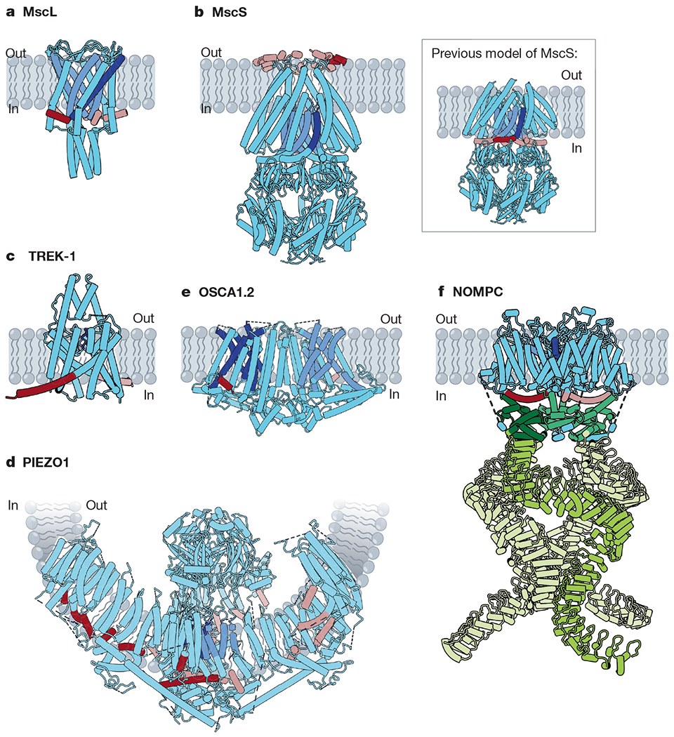 机械敏感性离子通道的结构。