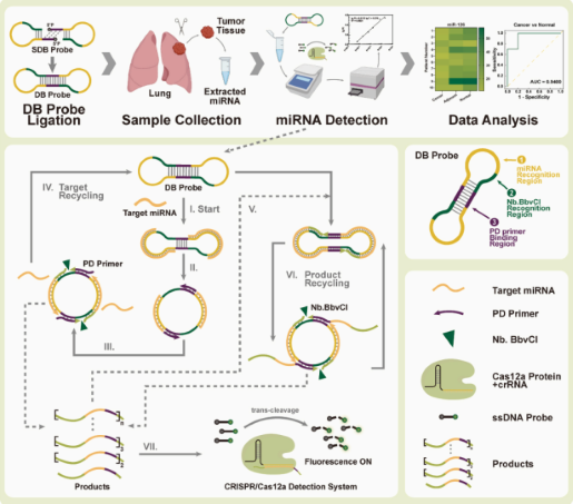 腺相关病毒包装（AAV）/重组腺相关病毒包装  （rAAV）