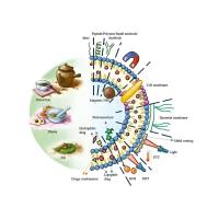 脂质体包裹罗替戈汀 Liposome@RTG