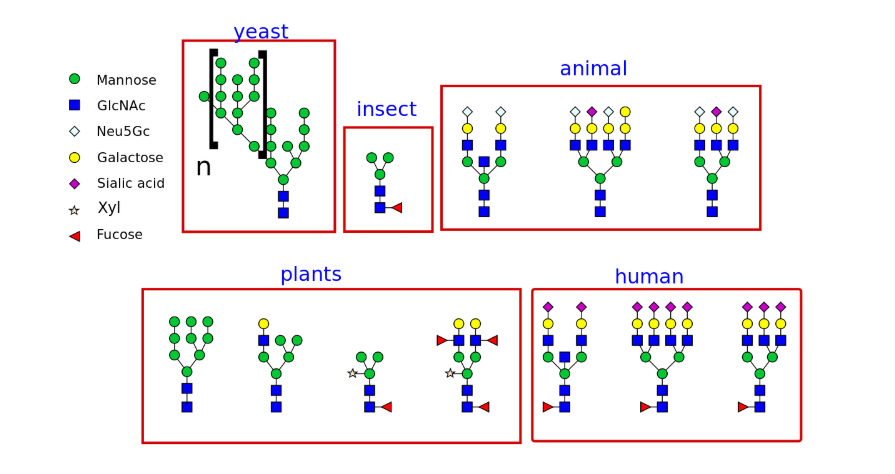 百泰派克不同生物内产生的不同类型的N-聚糖