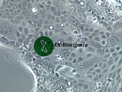 Capan-2细胞来源ATCC价格货期