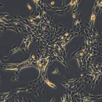 小鼠牙骨质 IDG-CM6