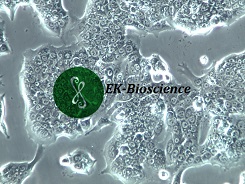 Capan-1价格货期好不好养