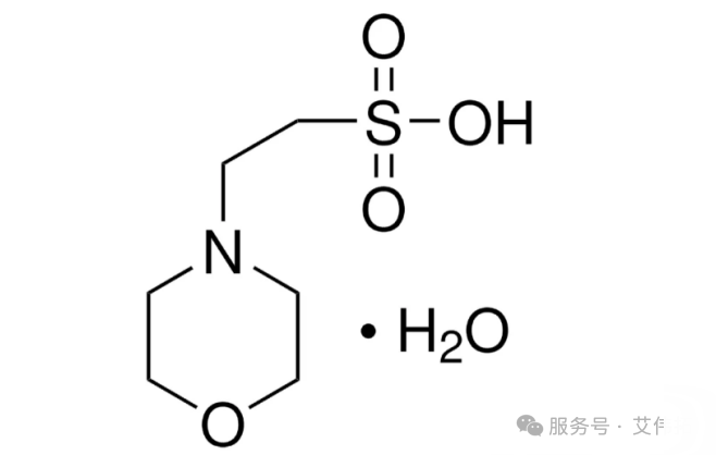 AVT MES 缓冲液新品首