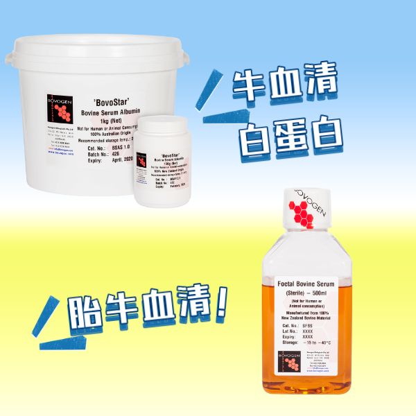 Bovogen 胎牛血清及牛血清白蛋白现货热销 | 维百奥生物产品图