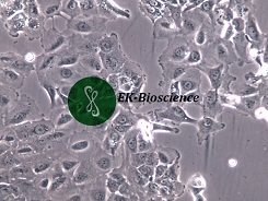 CAOV-3细胞培养条件STR鉴定报告