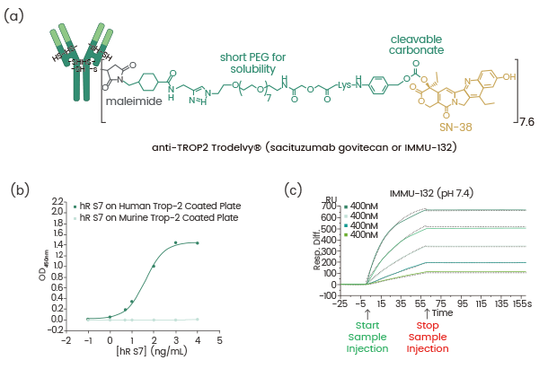 高质量ADC药物靶点蛋白