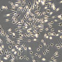 人乳腺癌细胞 MDA-MB-157