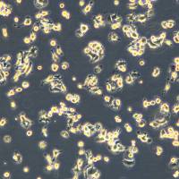 小鼠膀胱癌细胞 MB49