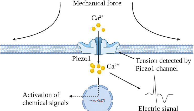 机械敏感性离子通道典型代表Piezo1，基础研究发文蓝海，前景不容小觑！