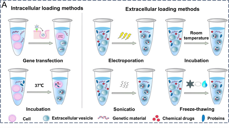 分泌前装载（左，细胞内装载）和分泌后装载（右，细胞外装载）