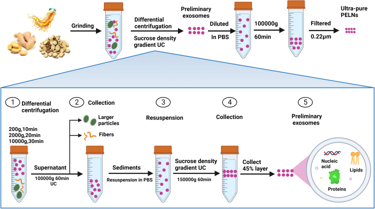 植物来源外泌体的制备。PMID: 37693885