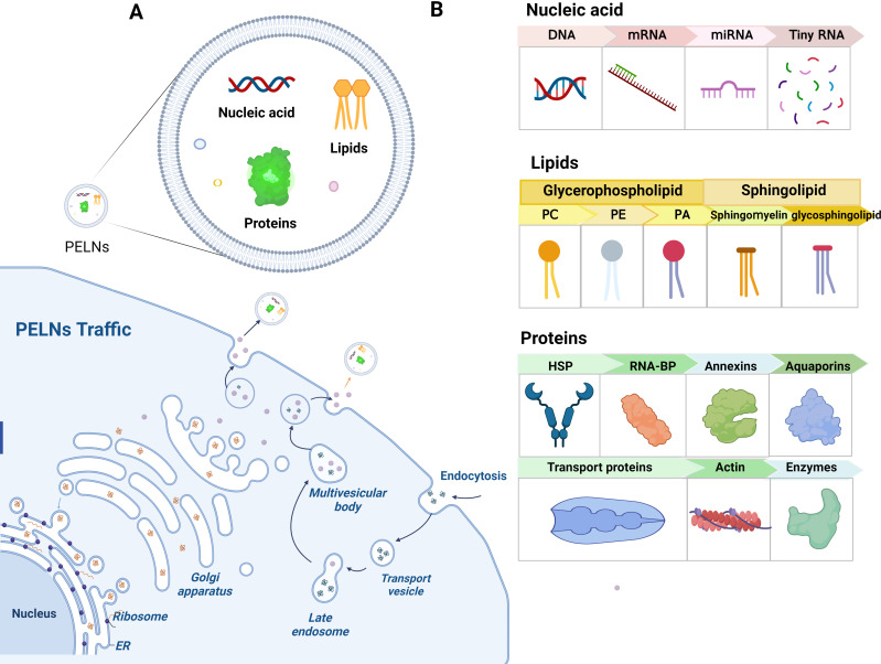 PELNs的生物发生、形态结构和组成。