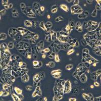 肺乳头状腺癌细胞 NCIH820