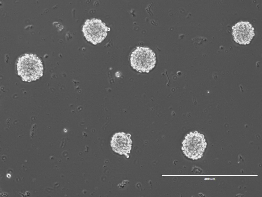 细胞培养避坑指南：从生长异常到结团危机，如何破解「培养玄学」？